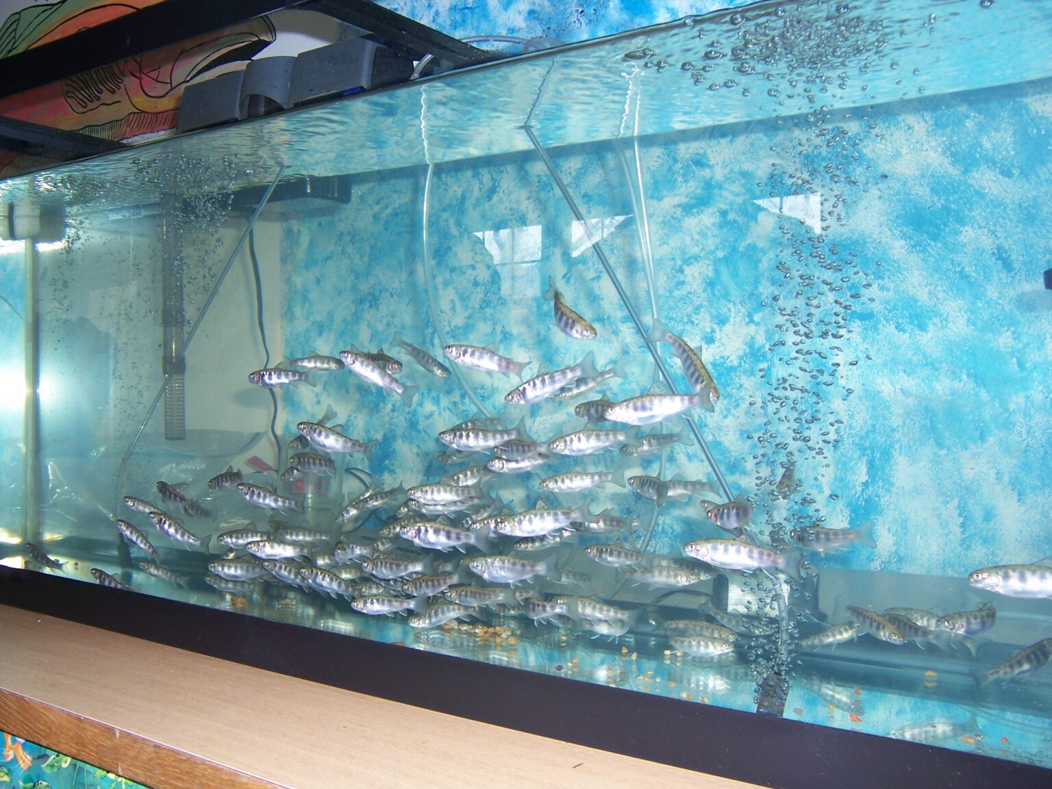 About Trout in the Classroom